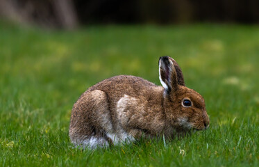 Irish Hare