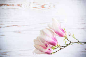 Fototapeta na wymiar Branch with blooming pink Magnolia flowers on wooden background
