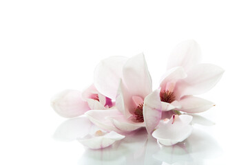 Naklejka na ściany i meble Beautiful pink magnolia flower on white background