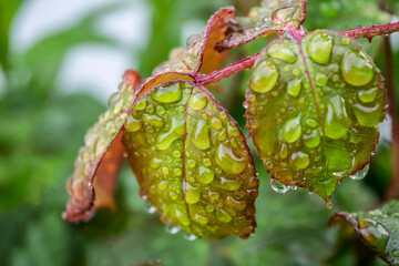 Natural background with raindrops on green leaves close-up.