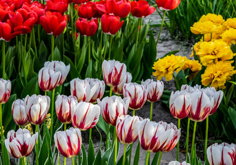 White tulips with a red stripe on the petals close-up. Tulips of various varieties and colors in the spring garden.