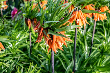 Fototapeta premium Spring orange flowers. Orange bellflowers of Imperial Hazel Grouse (Imperial Fritillary) in spring garden. Green floral organic background with exotic plants.