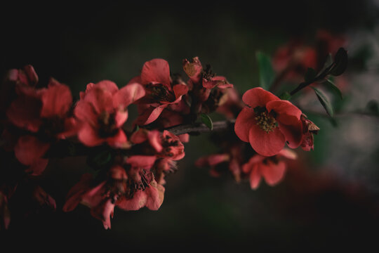 Chaenomeles japonica, Japanese flowering quince
