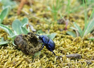 Waldmistkäfer (Anoplotrupes stercorosus)  transportiert Kot