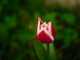red tulip in the garden