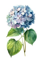 Watercolor illustration of a blue hydrangea flower isolated on white background. Generative AI.