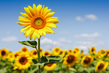 Sunflower field under blue sky