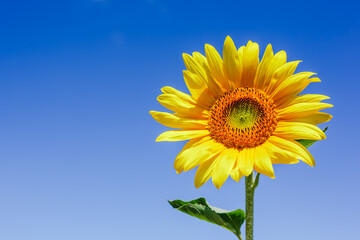 Summer background, bright yellow sunflower over blue sky