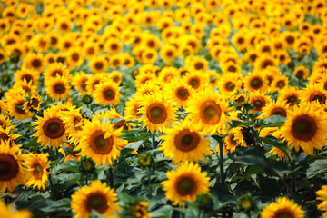 Sunflower field
