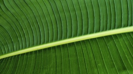 close up of banana leaf detailed texture