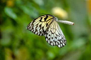 Belenois Aurota in flight