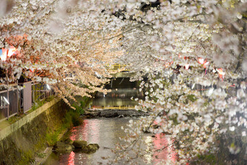 Fototapeta na wymiar Beautiful night scenery of sakura blossoms.