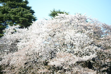 Cherry blossom is blooming