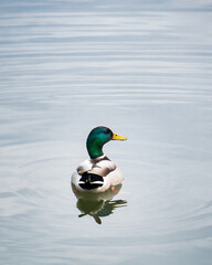 male mallard duck drake anas platyrhynchos back view swimming in the water and looking to the right side with copy space and selective focus as nature river pond lake environment city bird concept
