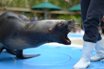 Fototapeta premium A barking seal at the aquarium