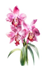 Watercolor illustration of beautiful orchids isolated on white background. Generative AI.