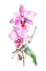 Fototapeta na wymiar Watercolor illustration of beautiful orchids isolated on white background. Generative AI.