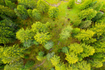 Top view of a majestic valley nestled with high green spruce trees. 
