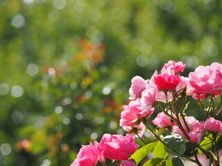 ピンクのバラ　アンジェラ