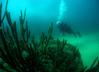 Fototapeta na wymiar a diver exploring a coral reef in the caribbean sea