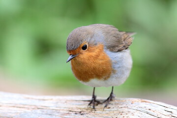Rotkehlchen