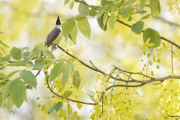 Red-whiskered Bulbul or crested bulbul, is a passerine bird native in Thailand and Southeast-Asia.