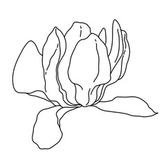 Magnolia flower blooming outline. Hand drawn realistic detailed vector illustration. Black and white clipart isolated.
