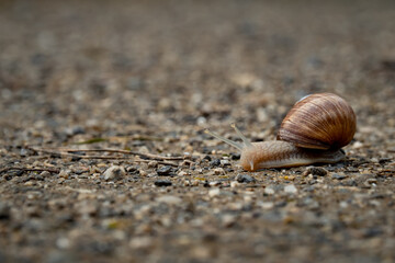 close up of a snail walking across a gravel road way with selective focus copy space and blurred...