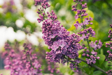 Obraz premium lilac flowers on a branch