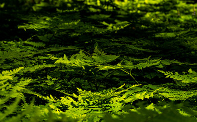 Fototapeta na wymiar Tips of Ferns Catch Light Through The Shadows