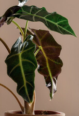 Alocasia in a pot, vertical view and healthy leaves.