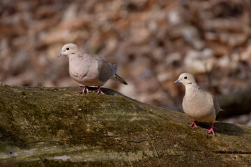 The mourning dove (Zenaida macroura) also known as the American mourning dove, the rain dove, and colloquially as the turtle dove, and was once known as the Carolina pigeon and Carolina turtledove