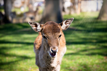 Close-up of a deer in the forest, in a clearing. Europe. Photo