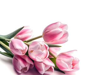 Obraz premium pink tulips isolated on white, generative ai