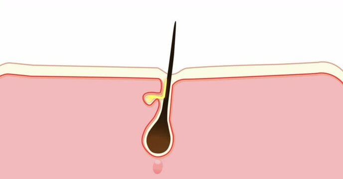 Hair growth. Anagen is the growth phase Catagen is the regressing phase and telogen, the resting or quiescent phase. 2d animation