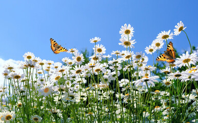 Beautiful flying butterflies and chamomile flowers against blue sky, sunny natural background....