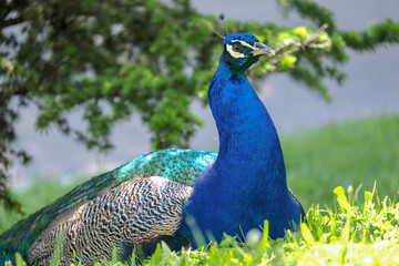 Fototapeta premium Peacock. Textures, colors, blue, green.