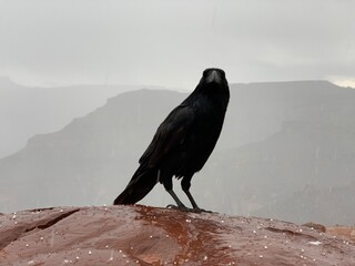 raven on the rock