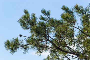 Last year's brown cones on a pine branch against a blue spring sky. Selective focus. A luxurious long needle on a pine branch. Nature concept for design. Texture as a background