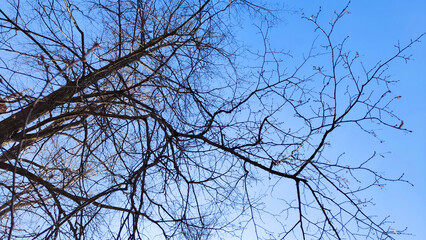 Bare black tree branches high against a blue sky with white clouds. Spring or autumn landscape. Background, copy space