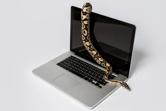 Python snake and laptop computer. Concept of using high-level programming language for software engineering.