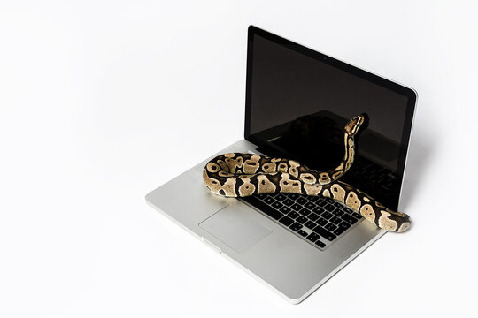 Python snake and laptop computer. Concept of using high-level programming language for software engineering.