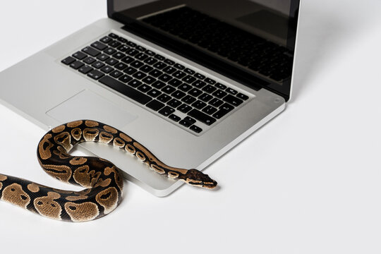 Python snake and laptop computer. Concept of using high-level programming language for software engineering.