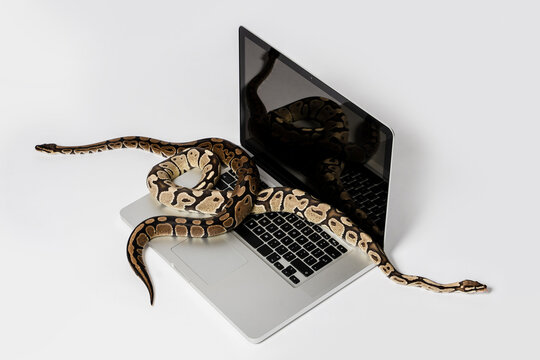 Python snakes and laptop computer. Concept of using high-level programming language for software engineering.