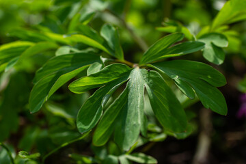 Corydalis. Corydalis solida. Violet flower forest blooming in spring. The first spring flower, purple. Wild corydalis in nature