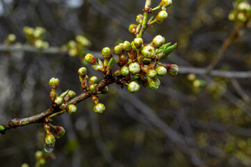 Wooden tree branches with new flower buds in the end with rain drops