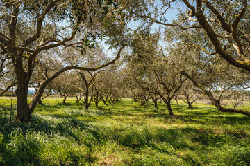 Fototapeta na wymiar Olive trees at Kap Kamenjak, Croatia, in early spring at a sunny day