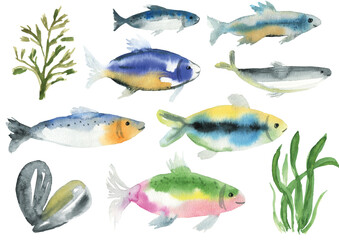 Watercolor set of fishes, shell and seaweeds. Collection for menu, clothes, fashion, wallpaper, textile design print.