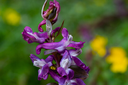 Corydalis. Corydalis solida. Violet flower forest blooming in spring. The first spring flower, purple. Wild corydalis in nature