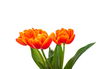 Peony tulips with a white background